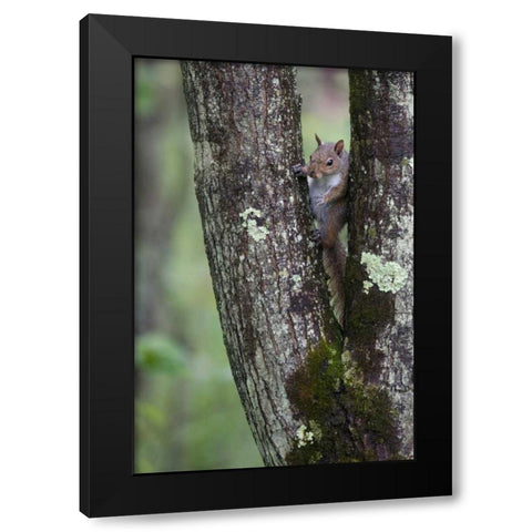 Squirreling Around Black Modern Wood Framed Art Print with Double Matting by Parker, Susann