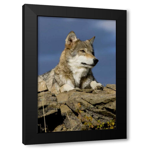 The Wolf King Black Modern Wood Framed Art Print by Parker, Susann