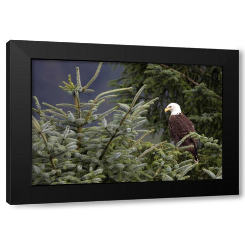 Americas Bird Black Modern Wood Framed Art Print by Parker, Susann