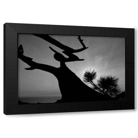 Tree I Black Modern Wood Framed Art Print by Peterson, Lee