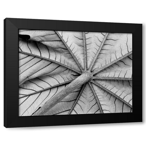 Leaf I Black Modern Wood Framed Art Print with Double Matting by Peterson, Lee