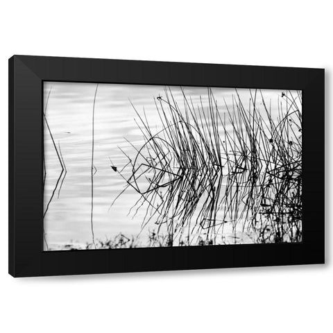 Reeds II Black Modern Wood Framed Art Print with Double Matting by Peterson, Lee
