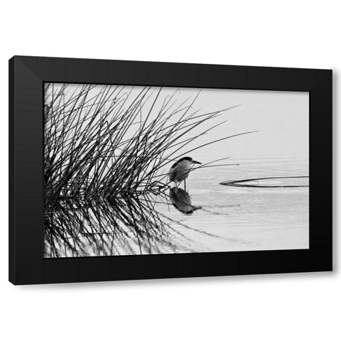 Bird I Black Modern Wood Framed Art Print with Double Matting by Peterson, Lee