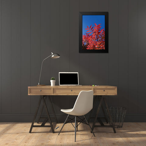 Fall Leaves III Black Modern Wood Framed Art Print by Peterson, Lee