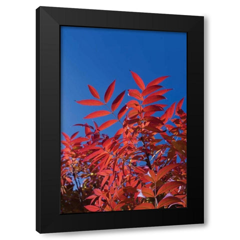 Fall Leaves III Black Modern Wood Framed Art Print by Peterson, Lee