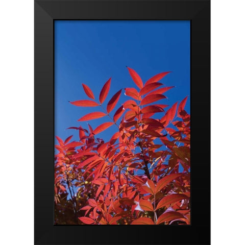 Fall Leaves III Black Modern Wood Framed Art Print by Peterson, Lee