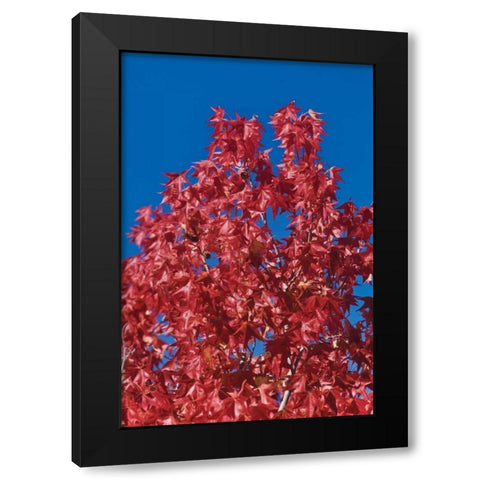 Fall Leaves IV Black Modern Wood Framed Art Print by Peterson, Lee