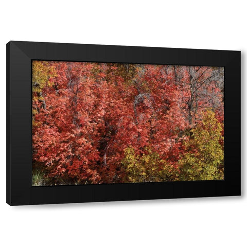 Fall Leaves VI Black Modern Wood Framed Art Print with Double Matting by Peterson, Lee