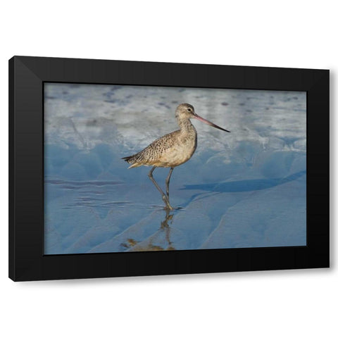 Shore Bird I Black Modern Wood Framed Art Print with Double Matting by Peterson, Lee