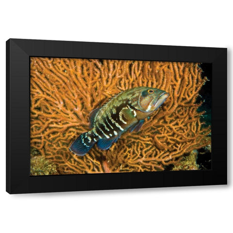 Fish I Black Modern Wood Framed Art Print with Double Matting by Peterson, Lee