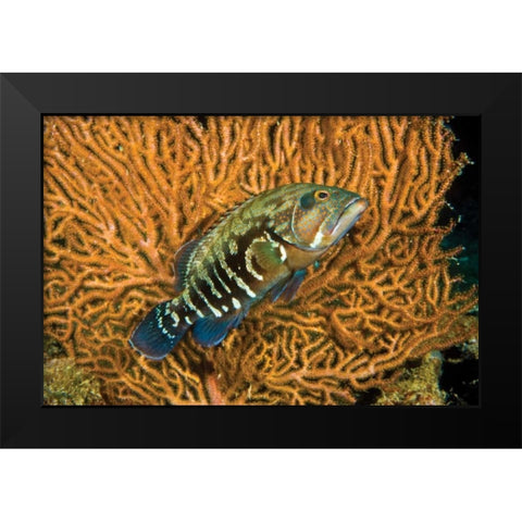 Fish I Black Modern Wood Framed Art Print by Peterson, Lee