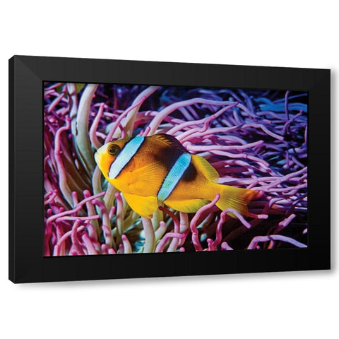 Fish II Black Modern Wood Framed Art Print with Double Matting by Peterson, Lee