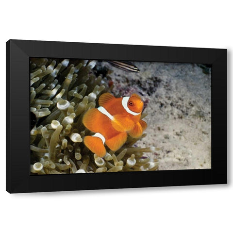 Fish IV Black Modern Wood Framed Art Print by Peterson, Lee