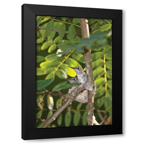 Hummingbird I Black Modern Wood Framed Art Print with Double Matting by Peterson, Lee