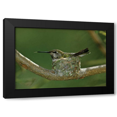 Hummingbird II Black Modern Wood Framed Art Print with Double Matting by Peterson, Lee