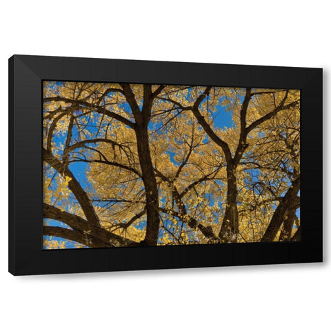 Fall Leaves VII Black Modern Wood Framed Art Print with Double Matting by Peterson, Lee