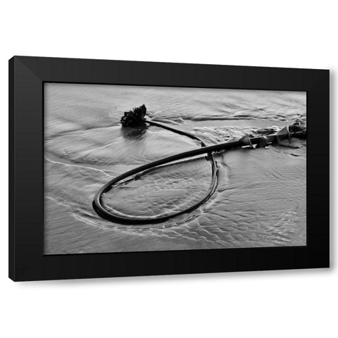 Seaweed Black Modern Wood Framed Art Print with Double Matting by Peterson, Lee