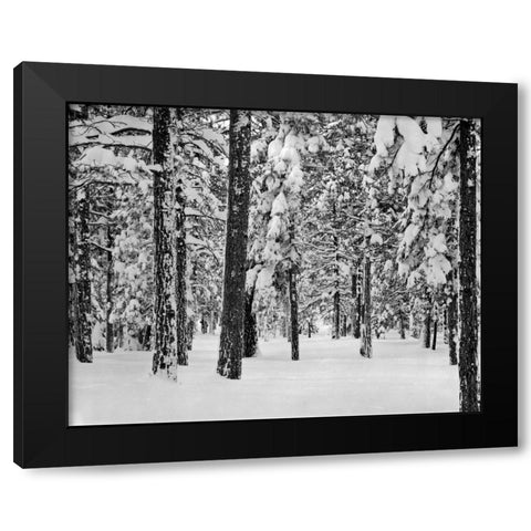 Tree II Black Modern Wood Framed Art Print with Double Matting by Peterson, Lee