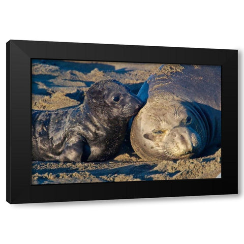 Elephant Seals I Black Modern Wood Framed Art Print with Double Matting by Peterson, Lee