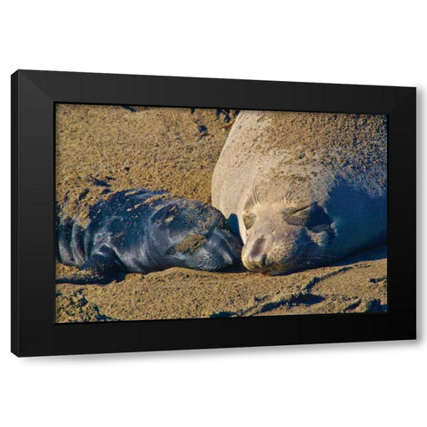 Elephant Seals II Black Modern Wood Framed Art Print with Double Matting by Peterson, Lee