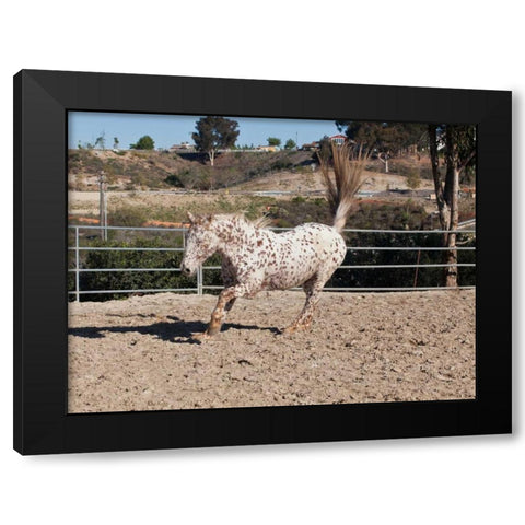 Happy Horse II Black Modern Wood Framed Art Print with Double Matting by Peterson, Lee