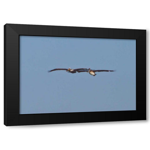 Pelicans in Flight I Black Modern Wood Framed Art Print with Double Matting by Peterson, Lee