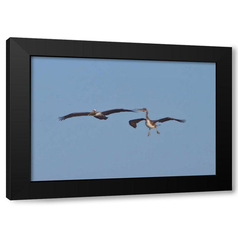 Pelicans in Flight II Black Modern Wood Framed Art Print with Double Matting by Peterson, Lee
