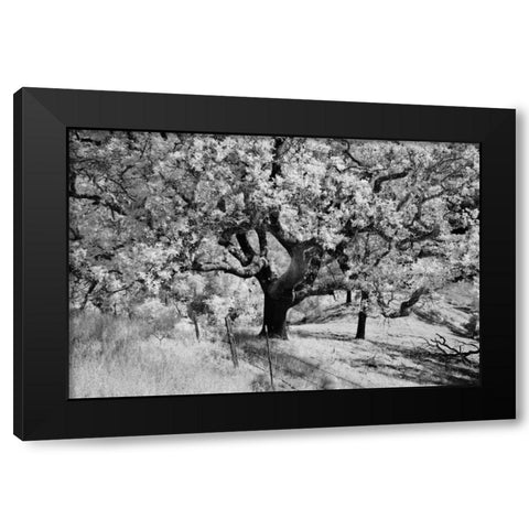 Cayucos II Black Modern Wood Framed Art Print by Peterson, Lee