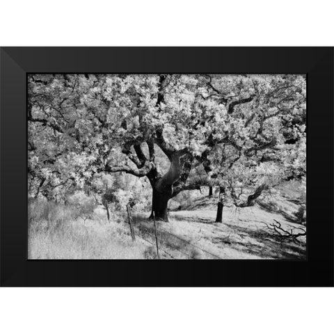 Cayucos II Black Modern Wood Framed Art Print by Peterson, Lee