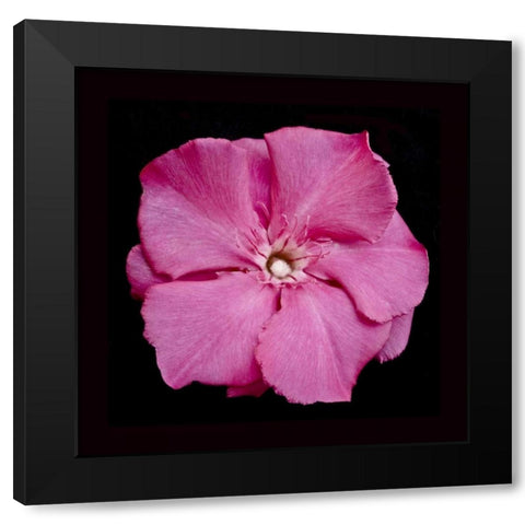 Pink Flower Black Modern Wood Framed Art Print with Double Matting by Peterson, Lee