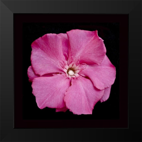 Pink Flower Black Modern Wood Framed Art Print by Peterson, Lee