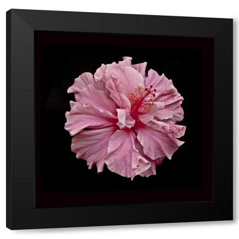 Pink Hibiscus Black Modern Wood Framed Art Print with Double Matting by Peterson, Lee