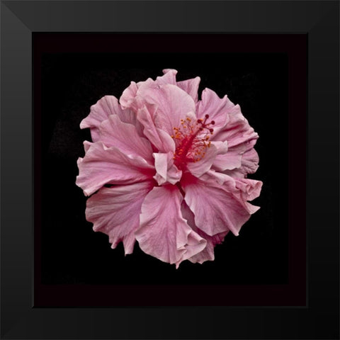 Pink Hibiscus Black Modern Wood Framed Art Print by Peterson, Lee