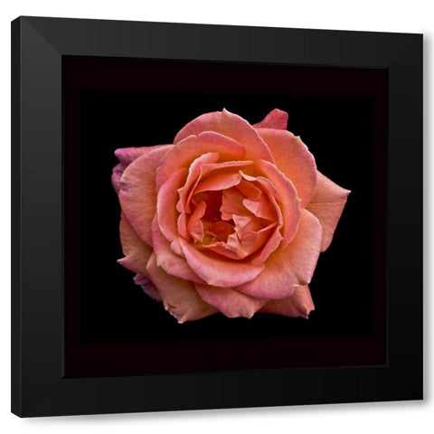 Peach Rose Black Modern Wood Framed Art Print with Double Matting by Peterson, Lee