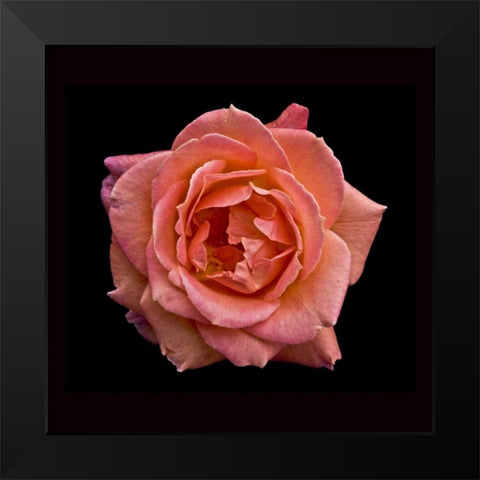 Peach Rose Black Modern Wood Framed Art Print by Peterson, Lee