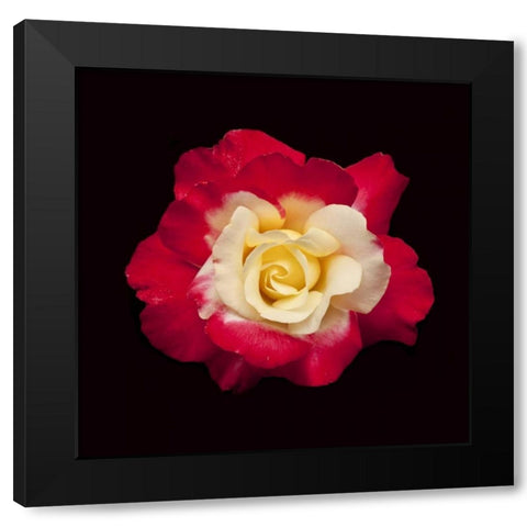 Red and White Rose Black Modern Wood Framed Art Print by Peterson, Lee