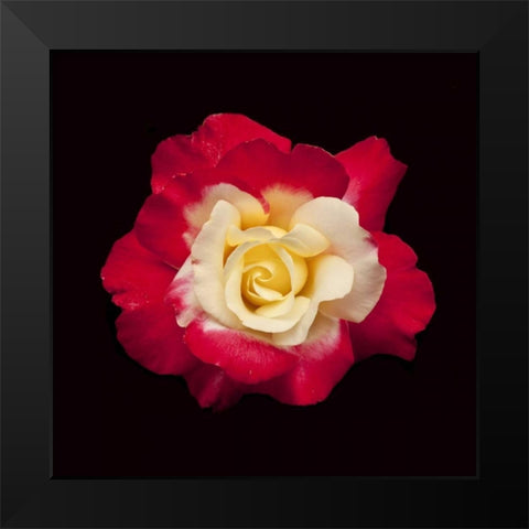 Red and White Rose Black Modern Wood Framed Art Print by Peterson, Lee