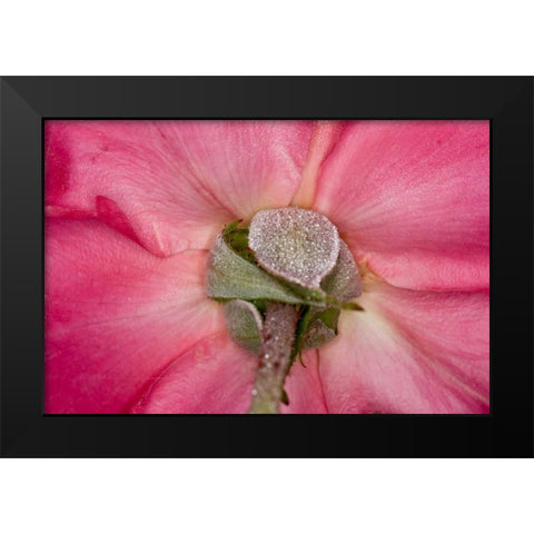 Rose Up Close I Black Modern Wood Framed Art Print by Peterson, Lee