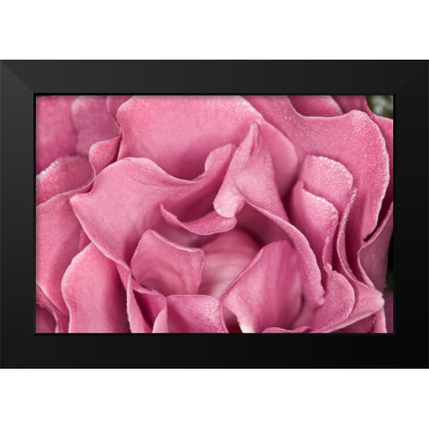 Rose Up Close II Black Modern Wood Framed Art Print by Peterson, Lee