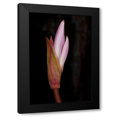 Pink Bloom Black Modern Wood Framed Art Print with Double Matting by Peterson, Lee