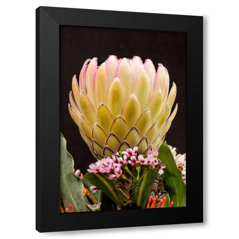 Protea Artistata Black Modern Wood Framed Art Print with Double Matting by Peterson, Lee