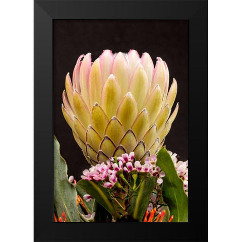 Protea Artistata Black Modern Wood Framed Art Print by Peterson, Lee