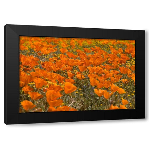 California Poppies I Black Modern Wood Framed Art Print by Peterson, Lee