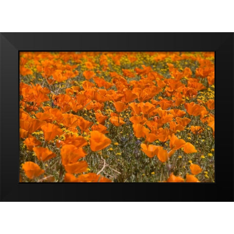 California Poppies I Black Modern Wood Framed Art Print by Peterson, Lee