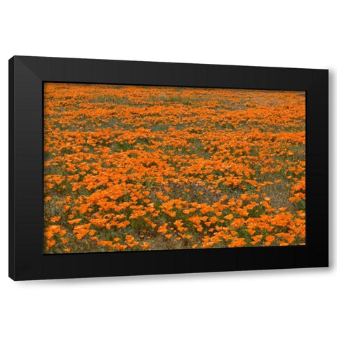 California Poppies II Black Modern Wood Framed Art Print by Peterson, Lee