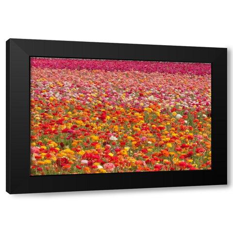 Ranunculus Field Black Modern Wood Framed Art Print by Peterson, Lee