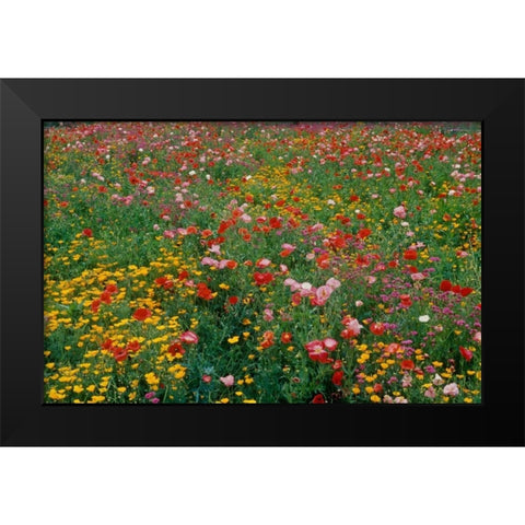 Wildflower Field Black Modern Wood Framed Art Print by Peterson, Lee