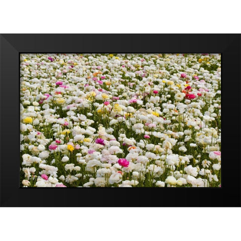 White Ranunculus Black Modern Wood Framed Art Print by Peterson, Lee