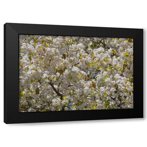 Tree Blossoms I Black Modern Wood Framed Art Print with Double Matting by Peterson, Lee