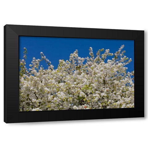 Tree Blossoms II Black Modern Wood Framed Art Print with Double Matting by Peterson, Lee